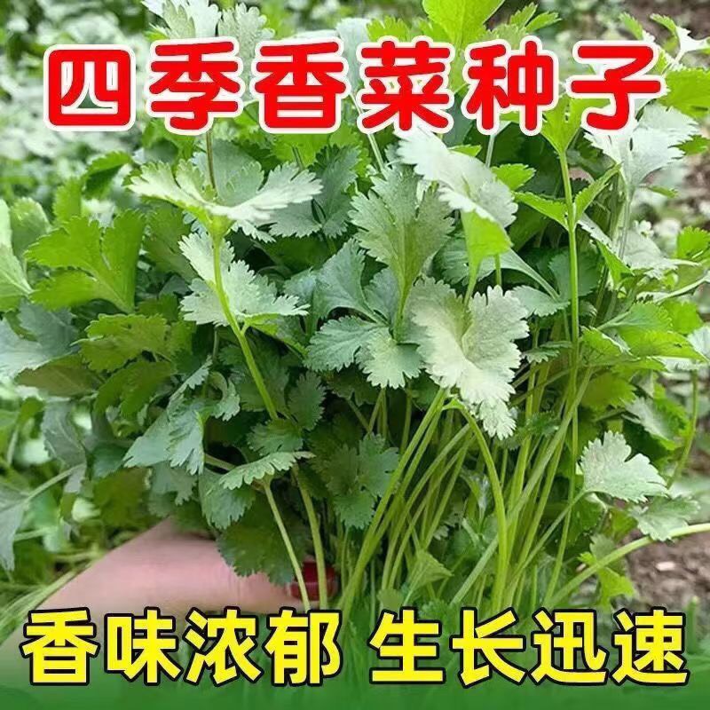 香菜种子大全农家盆栽苗大叶芫荽种籽四季食用香菜籽蔬菜种籽种孑