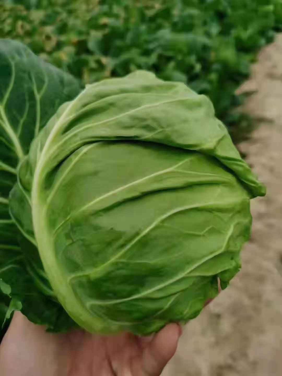 綠包菜 甘藍綠甘藍編包菜