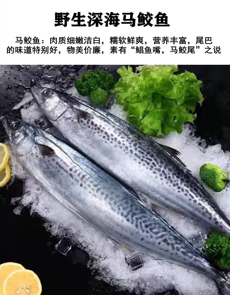 马鲛鱼鲅鱼