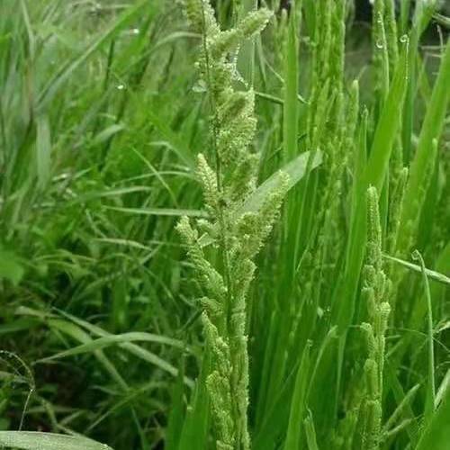 棒棒草种子耐低温抗寒小龙虾养殖水草挺水苦梗草种籽水粺籽菵草