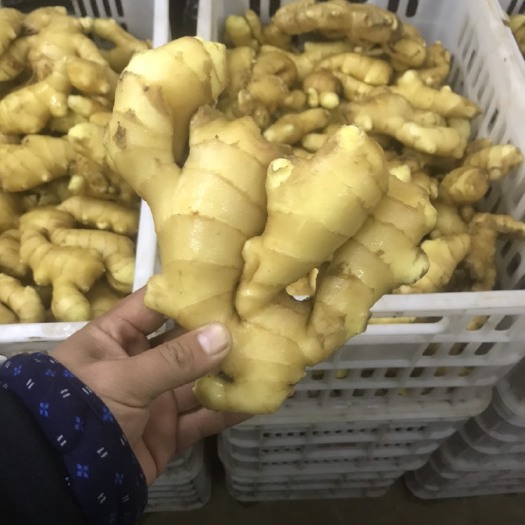 商河县潍坊生姜，安丘生姜