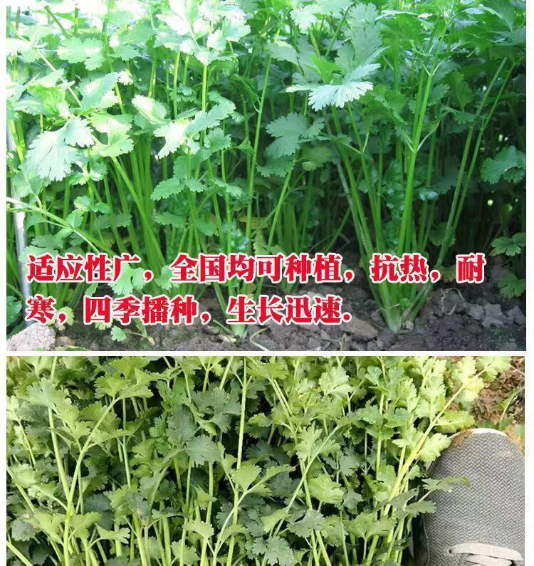 香菜种子大全农家盆栽苗大叶芫荽种籽四季食用香菜籽蔬菜种籽种孑