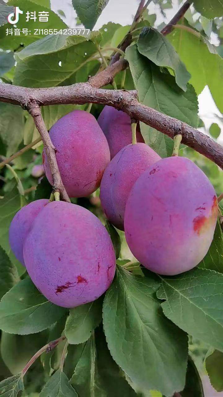 红西梅李