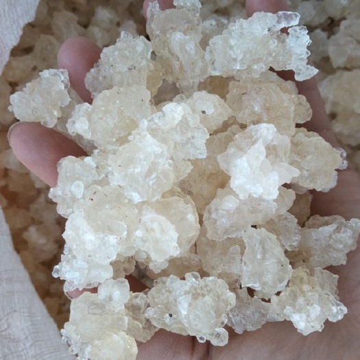 瑞丽市2A雪燕