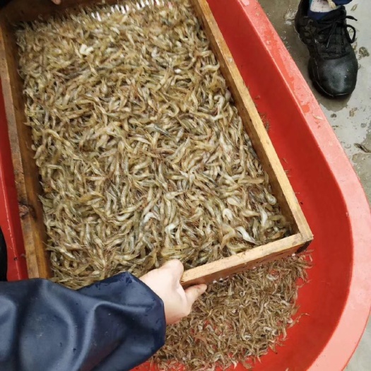 南京河虾苗