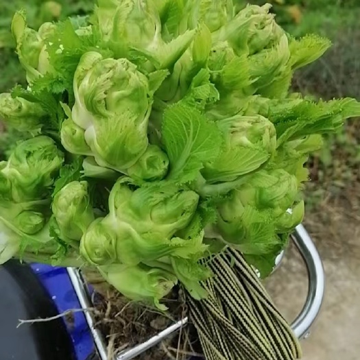 江油市儿菜