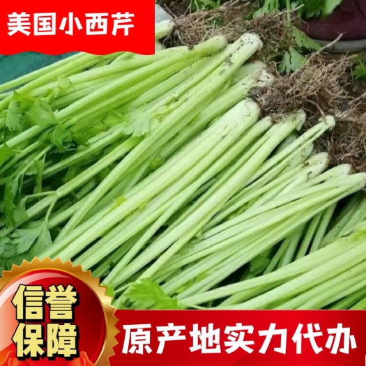 当阳市美国小西芹，大量有货