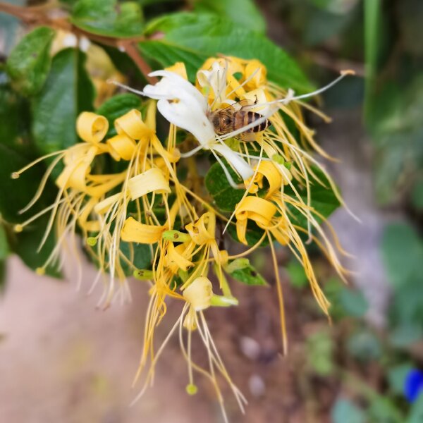 金银花 优质金银花长自贵州高山 手工花品质好全干货纯自然