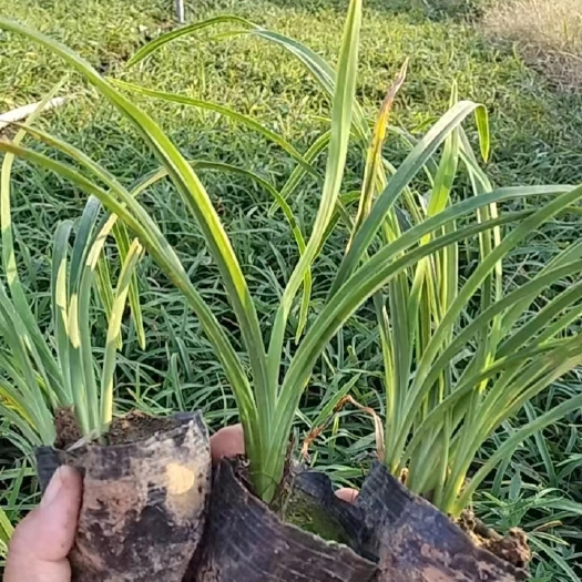 青州市大花萱草