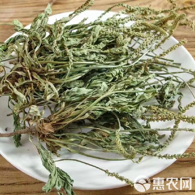 内蒙草原车前草泡茶猪耳朵草新鲜晾晒牛舌草车前子