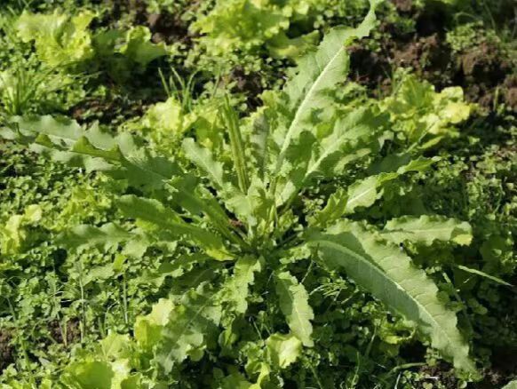 内蒙草原采挖土大黄菠菜新鲜血三七洋铁叶子根羊蹄根牛舌草