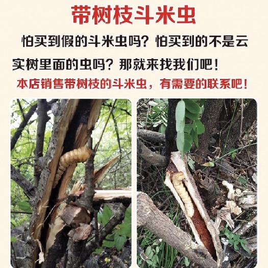 紫云县云实树斗米虫