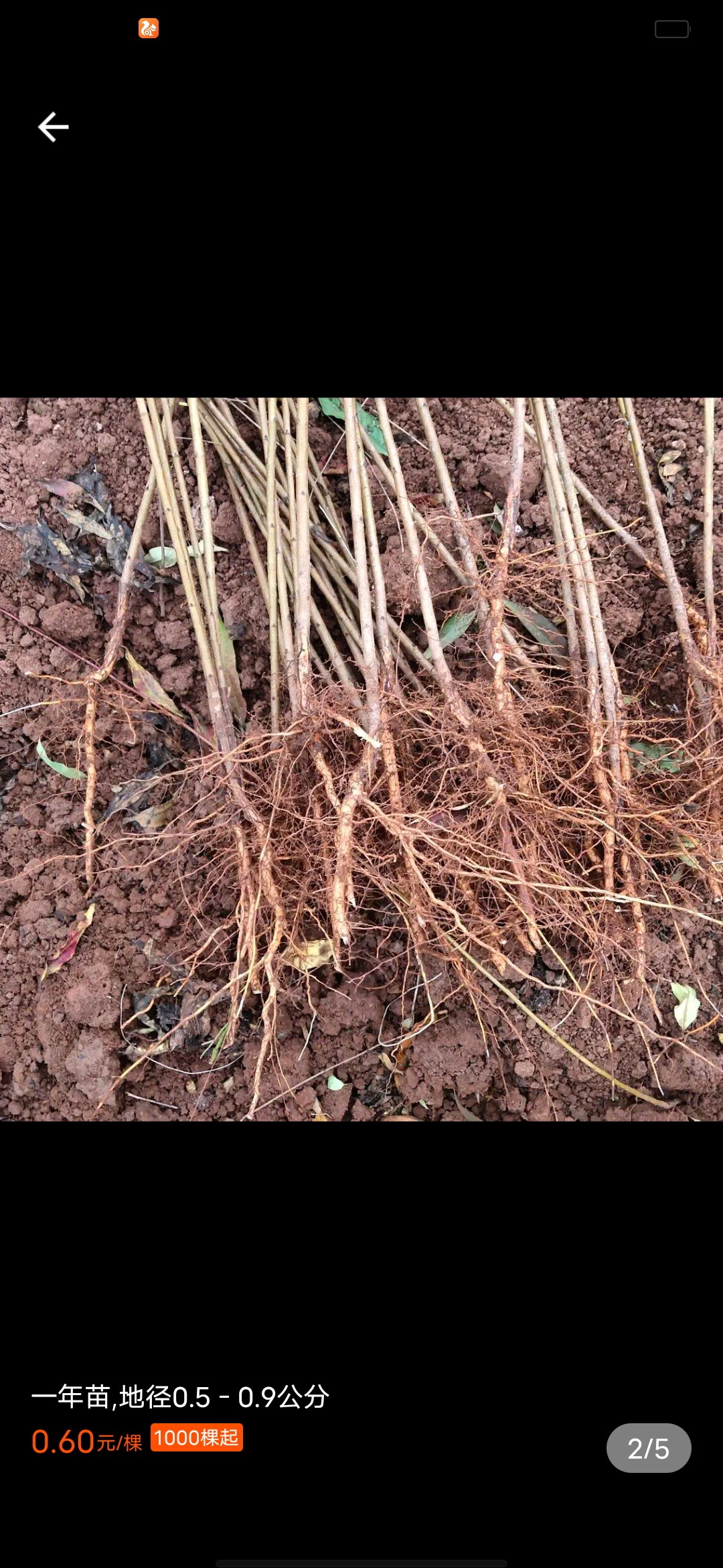 山毛桃樹(shù)苗  自家苗圃種植毛桃實(shí)生苗苗，大量出售中，提供種植