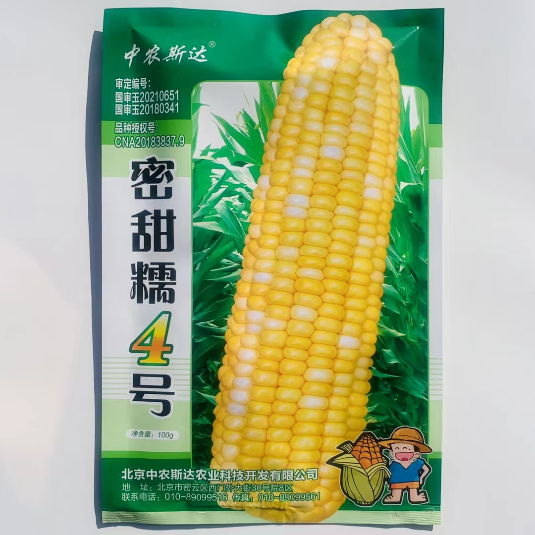 沭阳县玉米种子密甜糯4号玉米种子籽粒黄白色甜糯型抗病高产黄糯玉米种