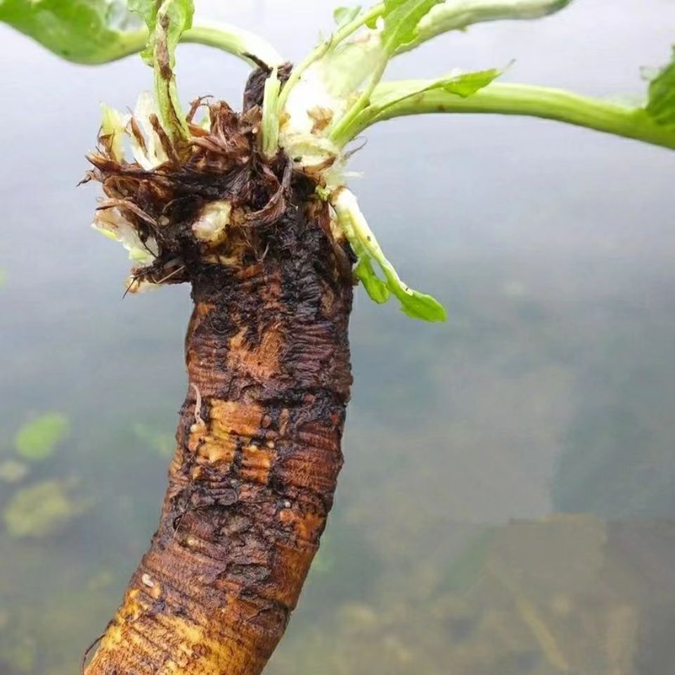 内蒙草原采挖土大黄菠菜新鲜血三七洋铁叶子根羊蹄根牛舌草