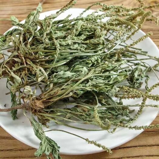 内蒙草原车前草泡茶猪耳朵草新鲜晾晒牛舌草车前子