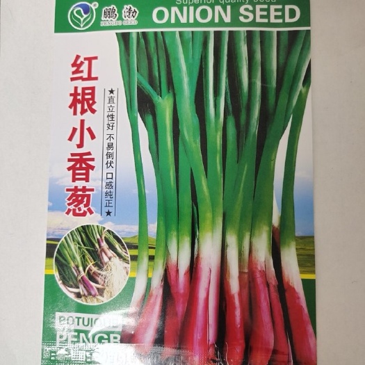 长沙红根小香葱种子盆栽葱种红葱小葱种籽春季秋季四季阳台盆栽蔬菜孑
