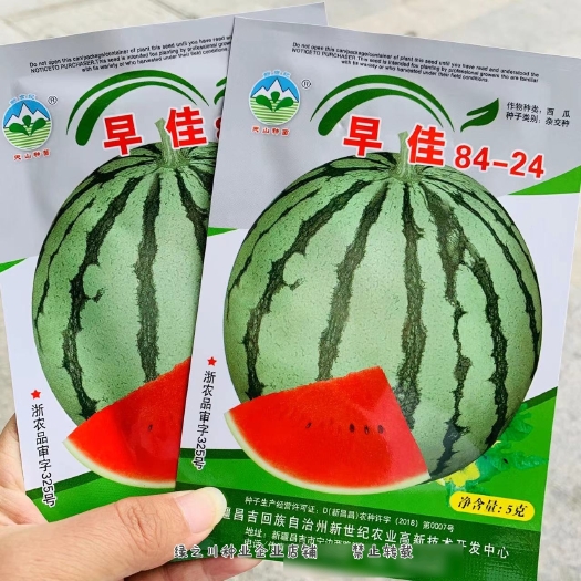 原装早佳8424西瓜种籽新疆早熟西瓜种子杂交一代品种糖度高