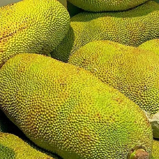 六盘水黄肉菠萝蜜   每个28斤以上    坏果绣果包赔