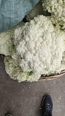 漳浦县白花菜花