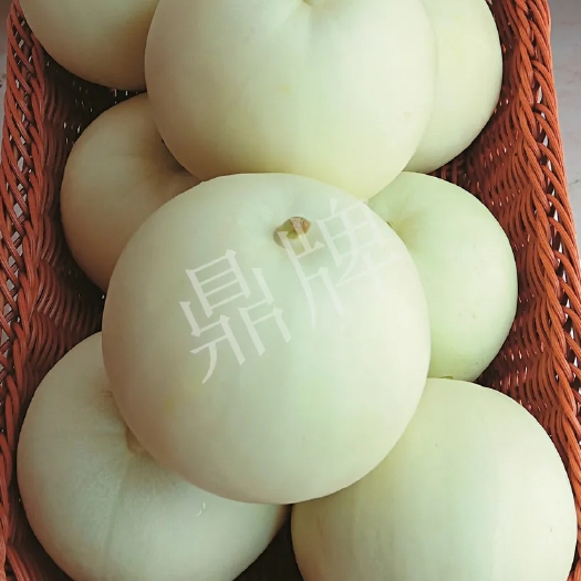 夏邑县秋甜2号甜瓜种子，早熟，耐高温，皮脆肉酥，甜度19度，抗裂