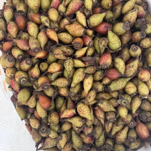 独山县纯 金樱子 鲜货