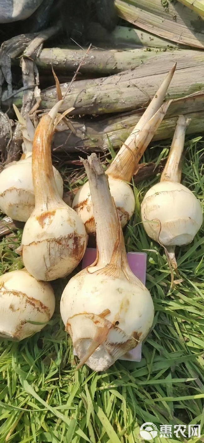 优质农产品，青慈菇，每天采收新鲜的青茨菇，各种规格，都有，品