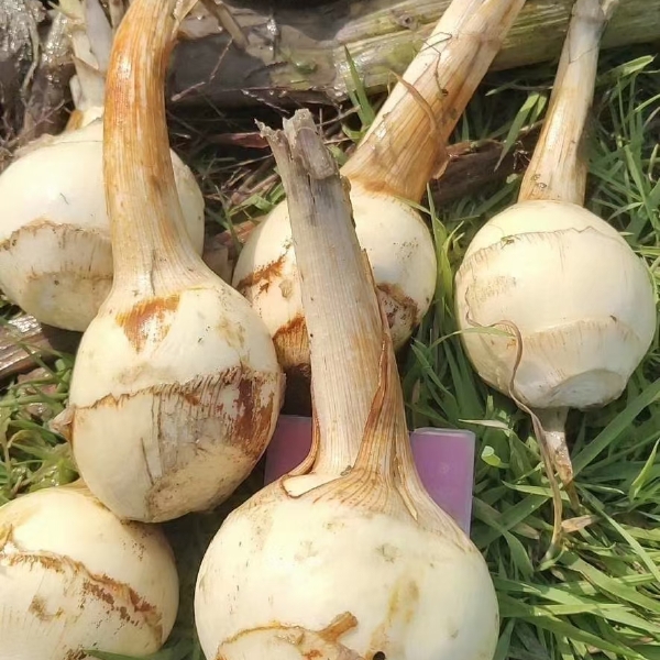 优质农产品，青慈菇，每天采收新鲜的青茨菇，各种规格，都有，品