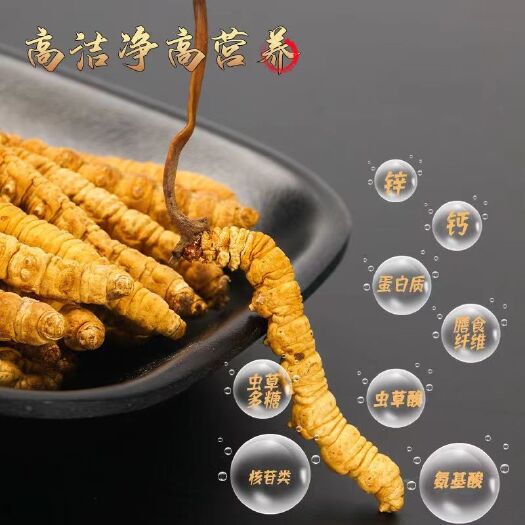 长沙西藏冬虫夏草头期新鲜干货高海拔整条冬虫草