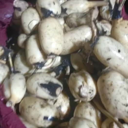 大荔县新鲜藕头，一手货源，货量充足