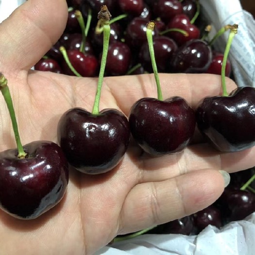 南宁澳洲空运车厘子原箱4斤 30-32mm好货不多[强]
