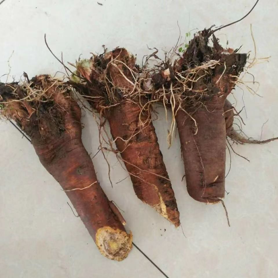 内蒙草原采挖土大黄菠菜新鲜血三七洋铁叶子根羊蹄根牛舌草