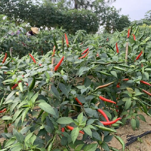 阳江朝天椒