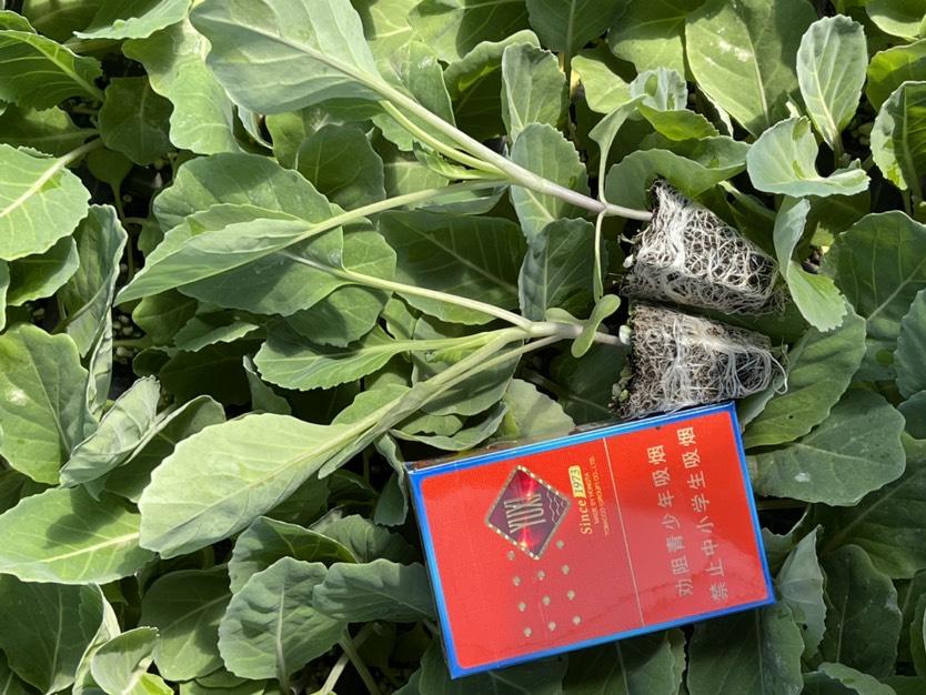 包菜苗  优质甘蓝苗，顺丰空运，基地直供，运坏包赔！
