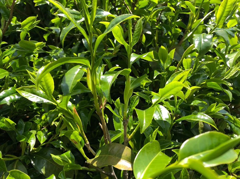 云南泉鳴茶業(yè)有限公司