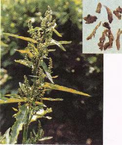 内蒙草原采挖土大黄菠菜新鲜血三七洋铁叶子根羊蹄根牛舌草