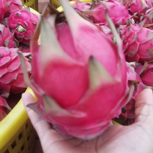 湛江火龙果