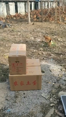 潜江市散养土鸡蛋生态林下散养土鸡蛋大量供应批发整箱420枚批