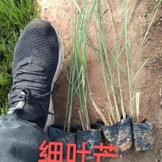 青州市水生细叶芒