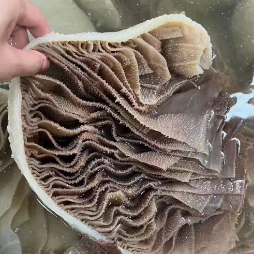 郑州毛肚整肚（净重33斤）