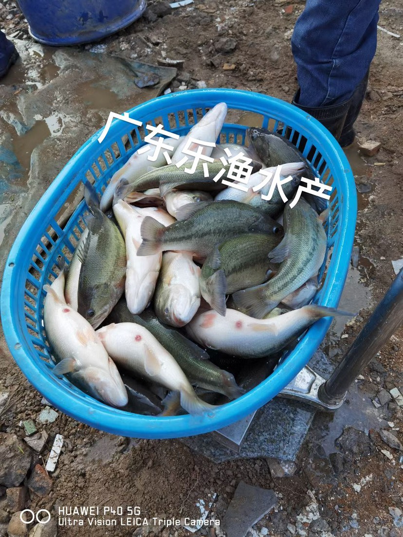 鲈鱼苗大口鲈鱼 训化加州鲈鱼苗 水花棕片