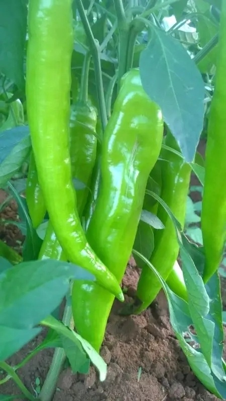 邯郸鲜辣椒，黄皮尖椒货源充足，顺直鲜亮口味浓，价格便宜