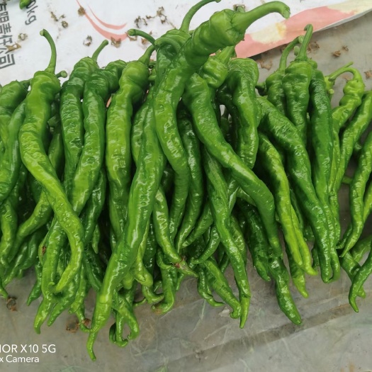 宁都县江西辣椒