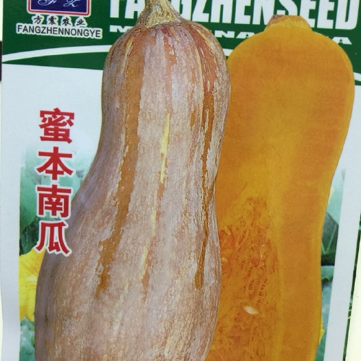 长沙早栗蜜本南瓜种子超甜粉面蜜本甜南瓜早熟耐贮运四季蔬菜种籽