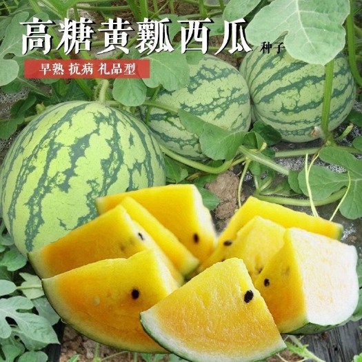 邵东市黄金宝黄瓤西瓜种子小型礼品西瓜种籽绿皮黄瓤薄皮早熟水果种春季