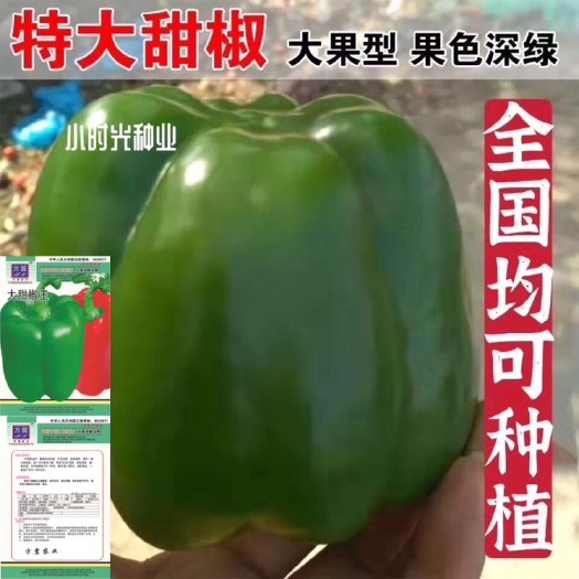 长沙特大甜椒种子大甜椒青椒灯笼椒菜椒辣椒种子阳台春秋冬季蔬菜种子