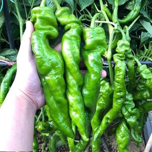邯郸鲜辣椒，螺丝椒全国发货可视频看货，保质保量现发
