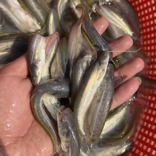 南宁杂交大口鲶鱼苗……一手货源充足……质量保证……