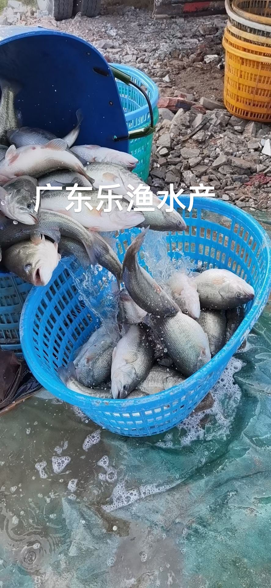 鲈鱼苗大口鲈鱼 训化加州鲈鱼苗 水花棕片
