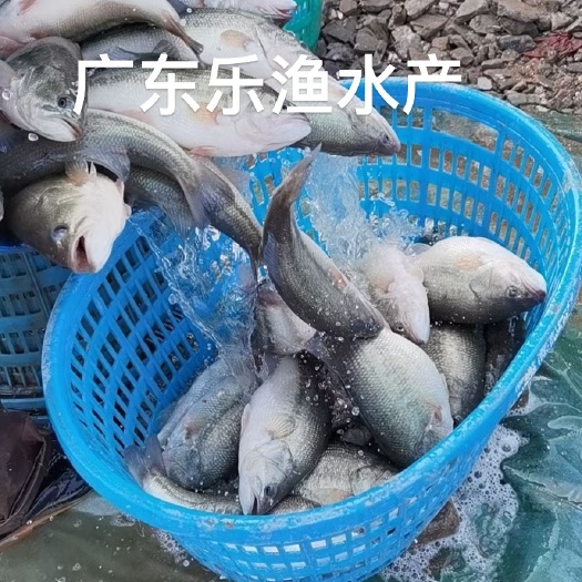 江门鲈鱼苗大口鲈鱼 训化加州鲈鱼苗 水花棕片